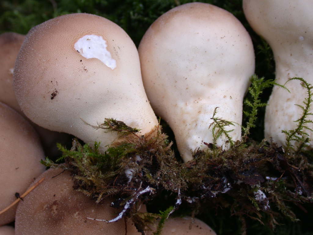 lycoperdon ??
